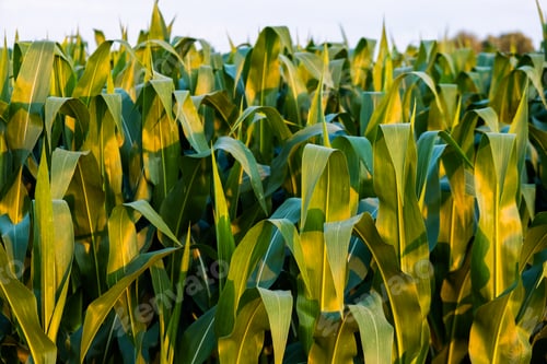 Preview: Corn agriculture. Green nature. Rural field on farm land in summer. Plant growth.