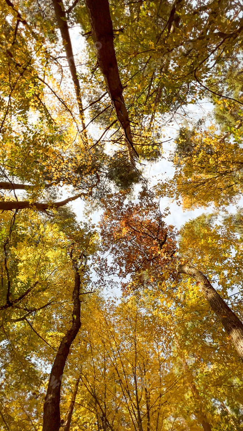 Preview: Bottom view of tall trees and sun in the forest at summer