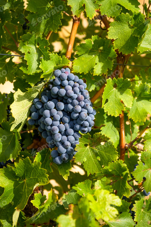 Preview: Blue grapes on vine in sunlight
