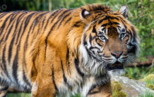 Preview: Closeup of a Bengal tiger walking in a lush grassy forest