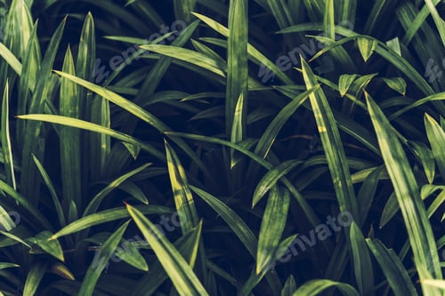 Preview: Close up of fresh green grass