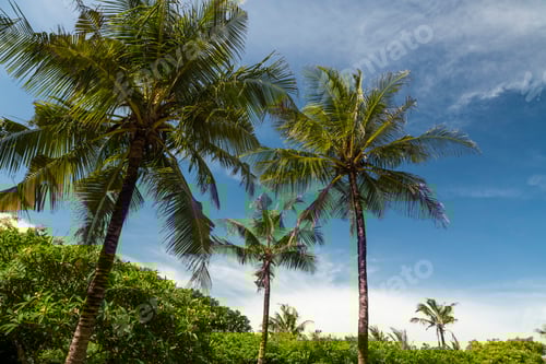 Preview: Palm trees at Watamu Bay Beach, Watamu, Kilifi County, Kenya