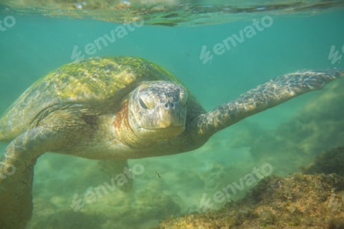 Preview: Turtle