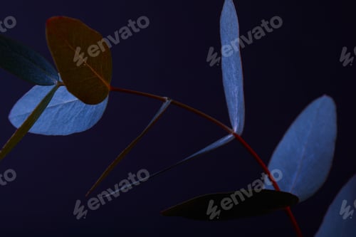 Preview: beautiful eucalyptus leaves on twig on dark