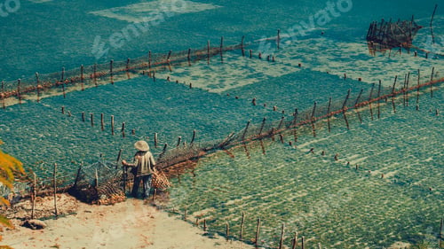 Preview: People collect seaweed plantations algal - Nusa Penida, Bali, Indonesia