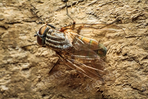 Preview: Macro shot of a fly on a wooden surface.