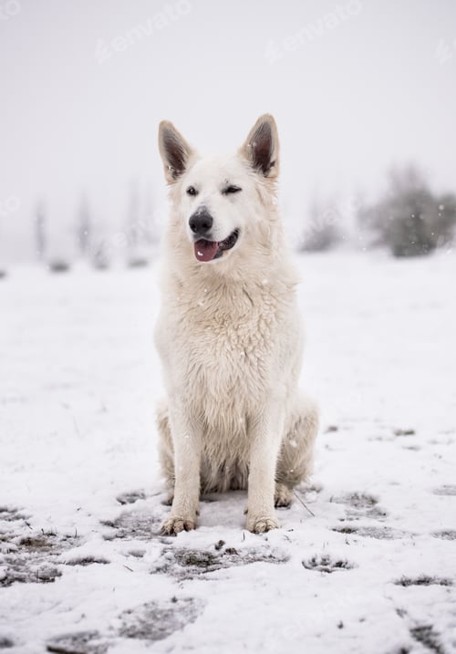Preview: Dog standing under snow
