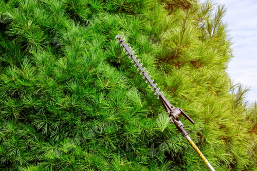 Preview: Trimming Hedges In Backyard the gardener using hedge clipper to trim bush in the garden