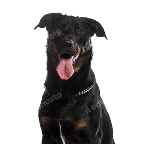 Preview: Close-up of a Beauceron Dog panting, cut out