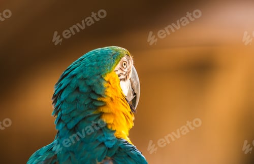 Preview: Blue-and-yellow macaw (Ara ararauna) bird face from behind close-up shot.