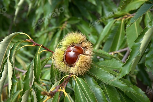 Preview: Closeup shot of chestnuts before harvest, in their thorny sheath on the chestnut tree