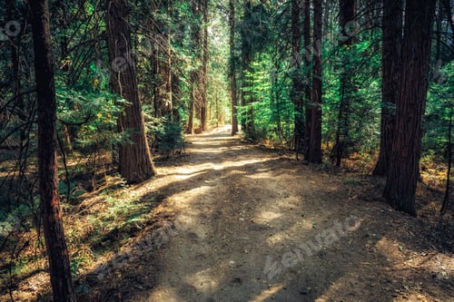 Preview: Path In The Forest, Yosemite National Park, California