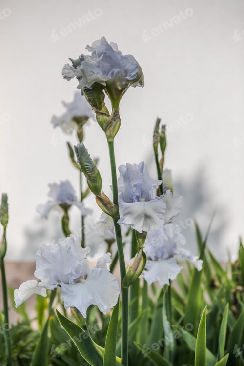 Preview: Germanica iris close-up in the garden.