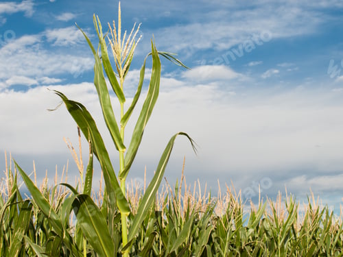 Preview: Corn field