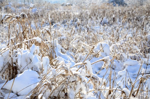 Preview: Close-up of a lot of yellow reeds, covered with a layer of snow. The swampy terrain in winter