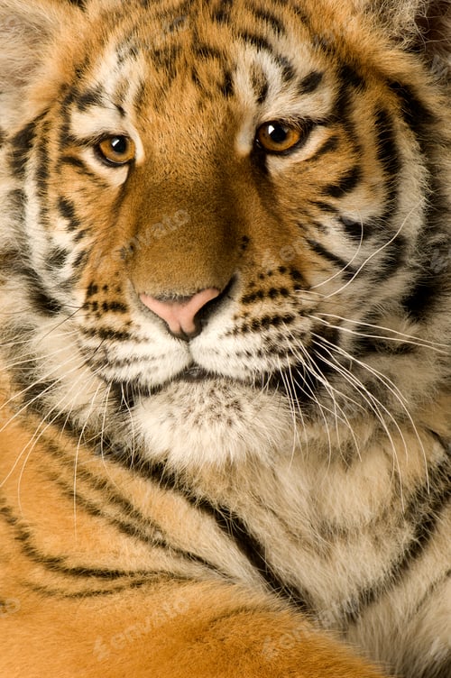 Preview: Tiger cub (5 months)