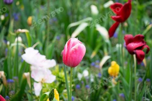 Preview: Flowers bloom in a field of wildflowers