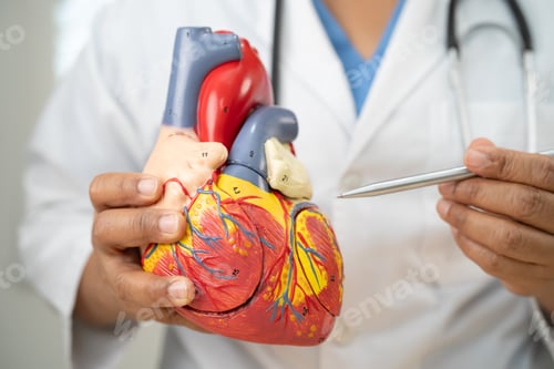 Preview: Cardiovascular disease CVD, Asian doctor holding human anatomy model for learn and treat heart