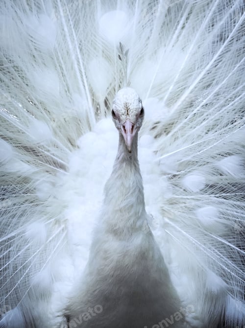 Preview: white peacock