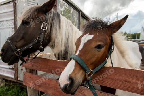Preview: Purebred mare and stallion with white manes standing by wooden fence