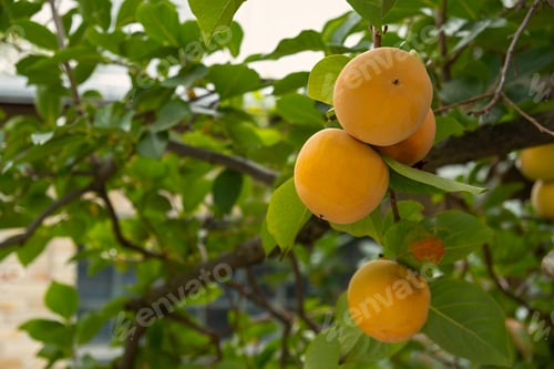 Preview: Ripe persimmon on a tree.