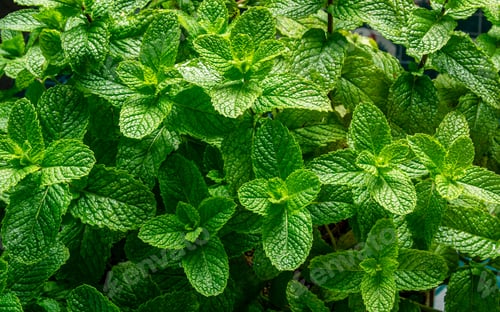Preview: Green fresh ment leaf