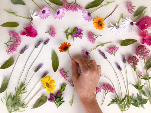 Preview: Hand arranging colourful fresh cut flowers on white background