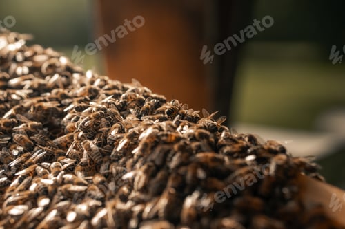 Preview: Honey Bees