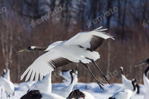 Preview: Scenic view of cranes on a meadow in winter