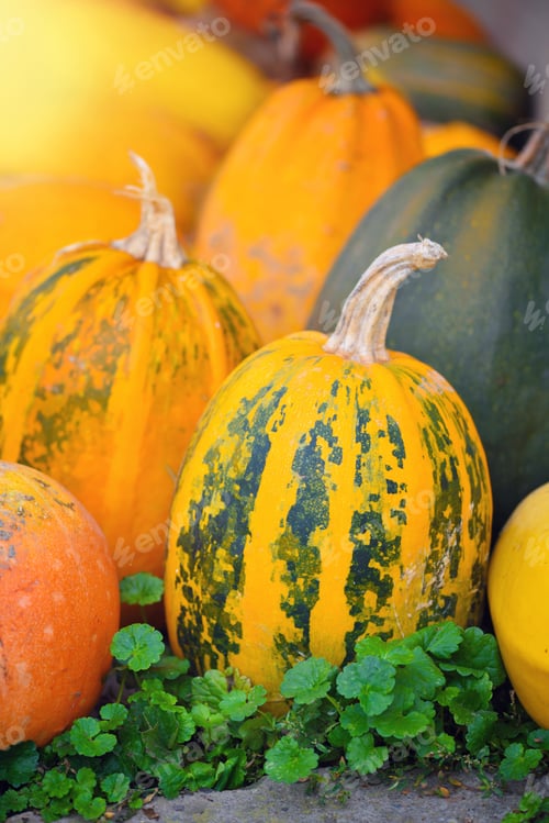 Preview: Harvest pumpkins. Different varieties of squashes and pumpkins