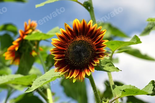 Preview: Variegated sunflower