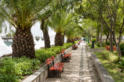 Preview: tropical street with palm trees