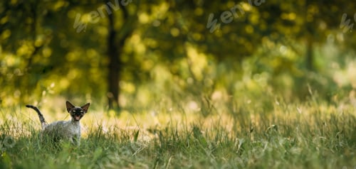 Preview: Funny Young Gray Devon Rex Kitten Meowing In Green Grass. Short-haired Cat Of English Breed