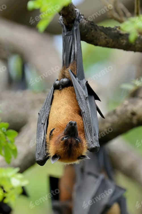 Preview: Flying fox