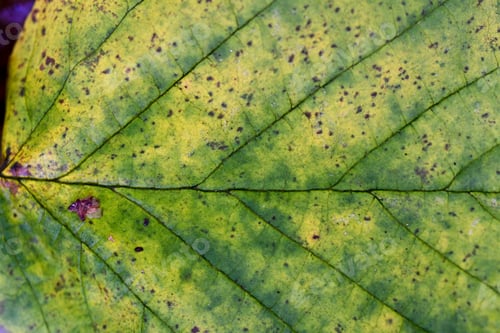 Preview: Closeup or macro of a green leaf