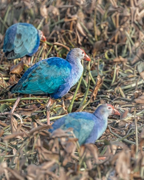 Preview: three birds in the wild and one has a beak, blue and purple feathers,