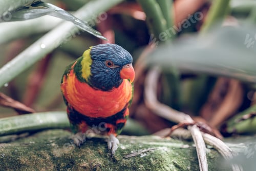 Preview: Exotic multicolored parrot in nature