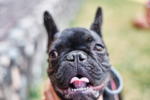 Preview: Close-up portrait of a dog, french bulldog