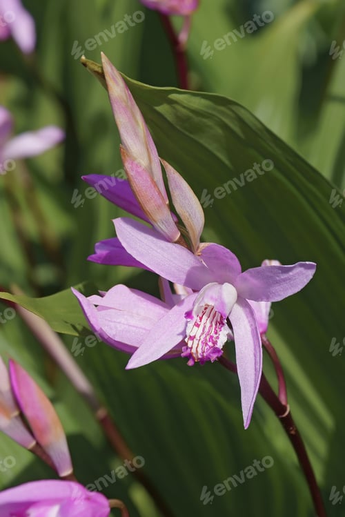 Preview: Hyacinth Orchid (Bletilla Striata). Called Chinese Ground Orchid Also