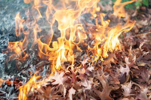 Preview: Burning fallen leaves, autumn garden cleaning, prevention of the spread of plant pests and diseases,