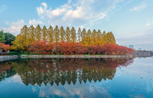 Preview: Trees in tropical forest. Natural landscape background.