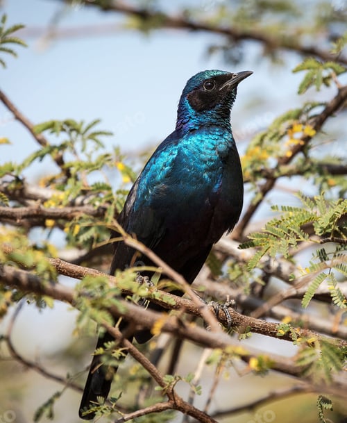 Preview: A Best wildlife vacations in Pictures