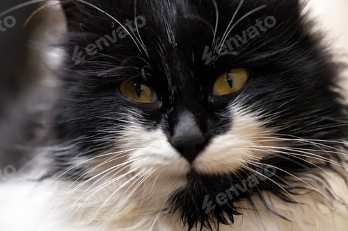 Preview: close-up of yellow eyes of black and white cats