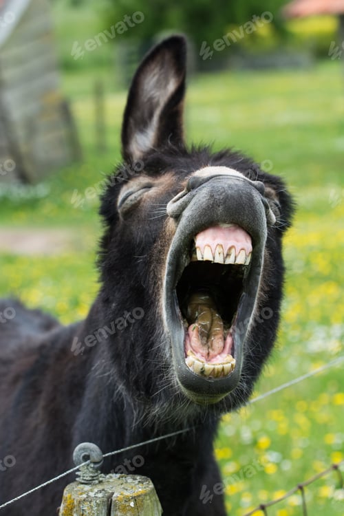 Preview: Laughing donkey