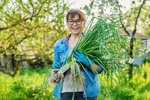 Preview: Woman in gardening gloves with white daffodil bush plant and shovel, female looking at camera