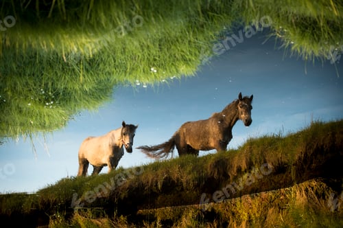 Preview: Still water showing reflection of two horses walking, Doolin, Clare, Ireland