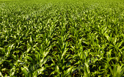Preview: Low altitude aerial photo of rows of maize plant in Austria