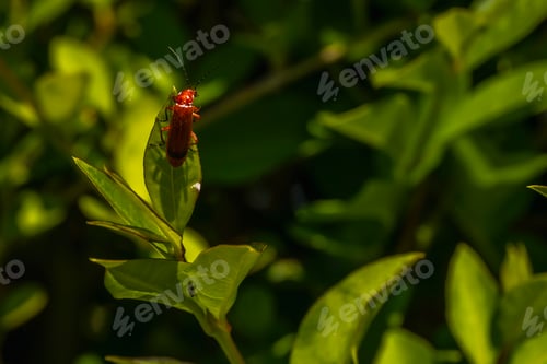 Preview: A beautiful insect on the coast of Mount Igueldo, Guipuzcoa, Basque Country. Excursion