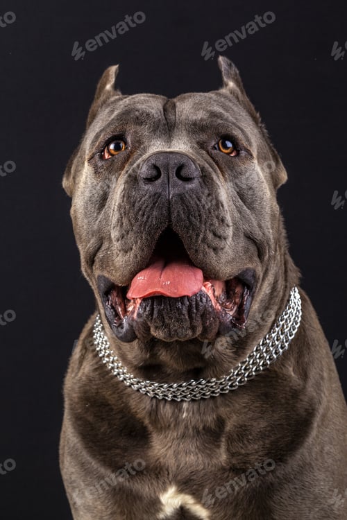 Preview: cane corso portrait in studio with black background