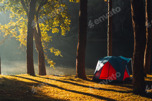 Preview: Reservoir and pine trees in the morning in the park